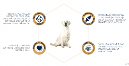 ADVANCE Adult Dog Labrador & Golden Retriever,  Hrana Uscata Caini Adulti, 12 kg [4]