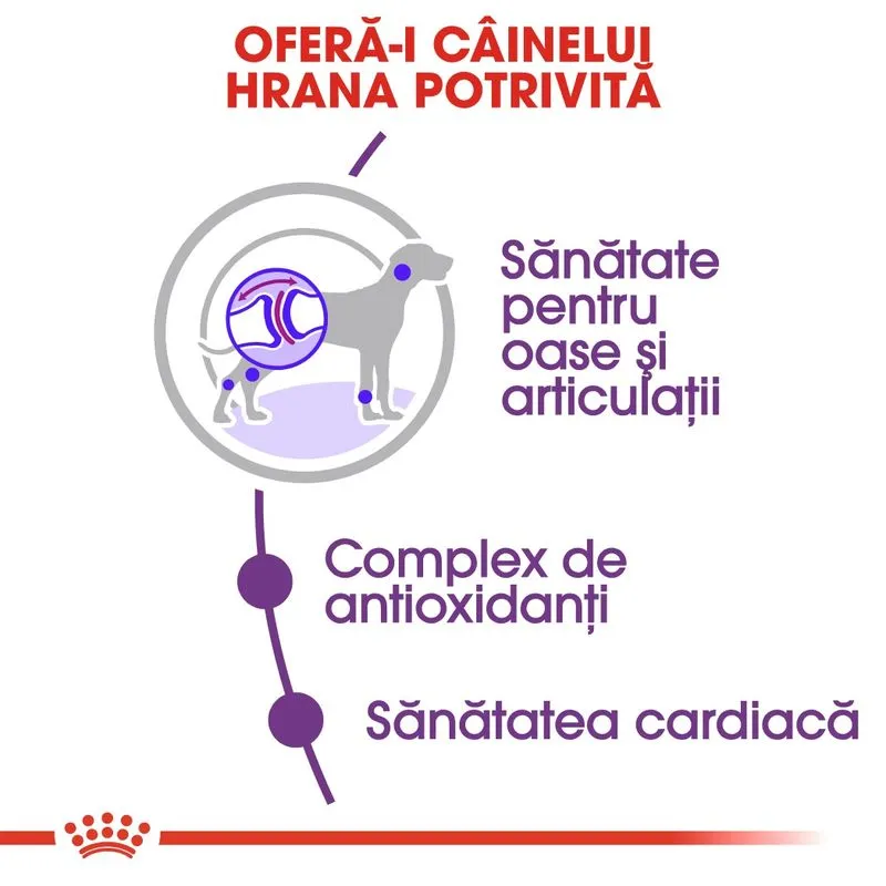 Royal Canin Giant Adult, Hrana Uscata Caini Adulti Talie Foarte Mare, 15 kg [3]