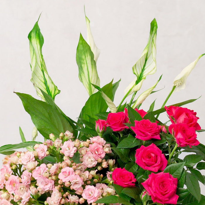 Mixt de Plante [2]
