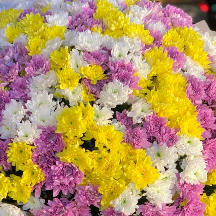 Buchet Multicolor din 101 Crizanteme [4]