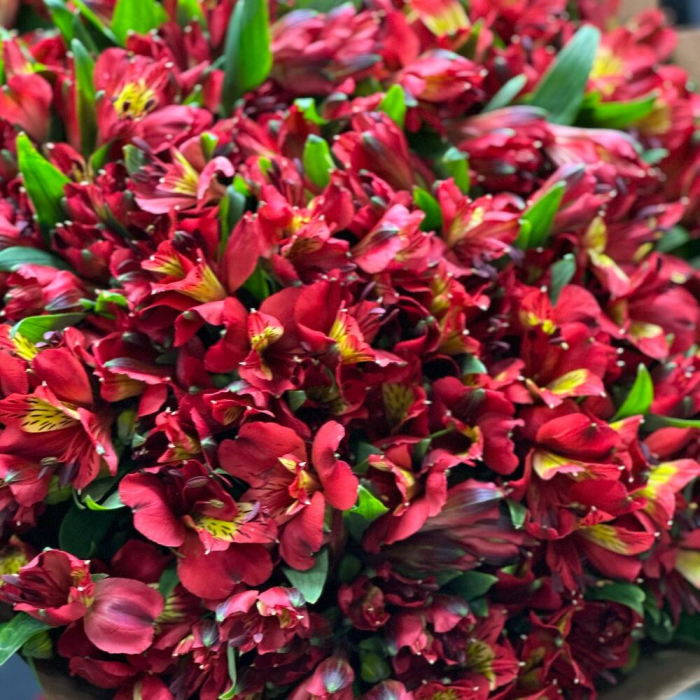 Buchet Roșu din 35 Alstroemeria [4]