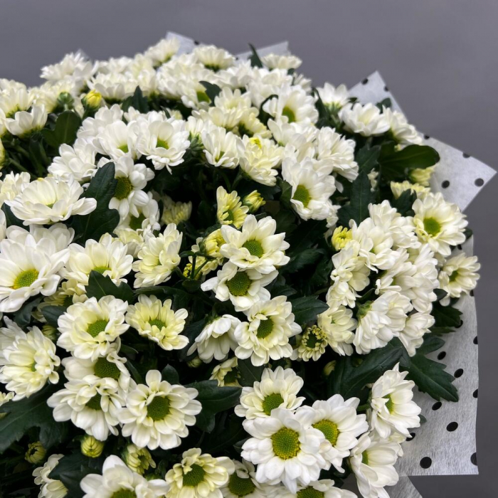 Buchet din 25 Crizanteme Santini Albe [4]