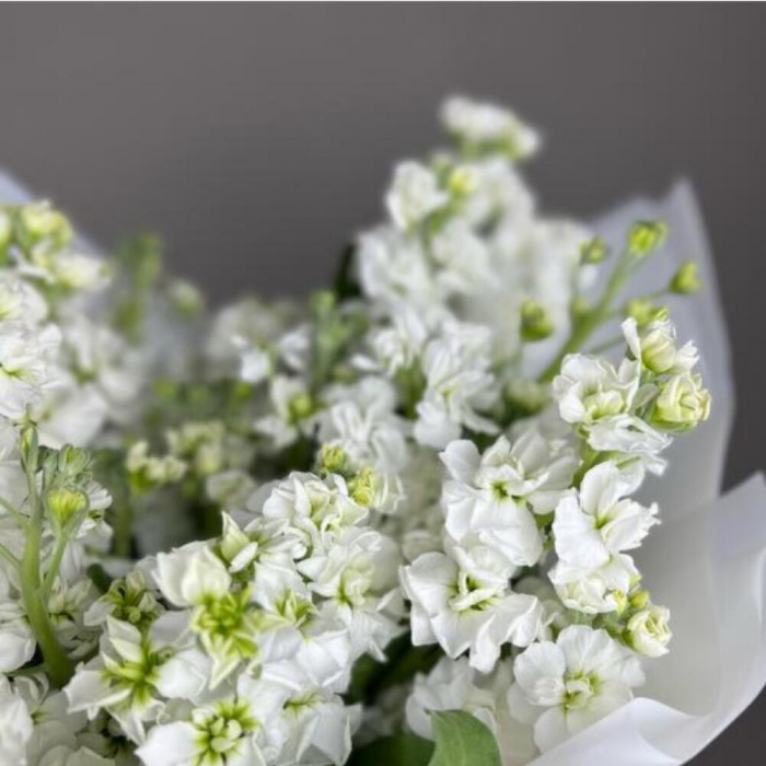 Buchet din 15 Mixandre Albe (Matthiola) [4]