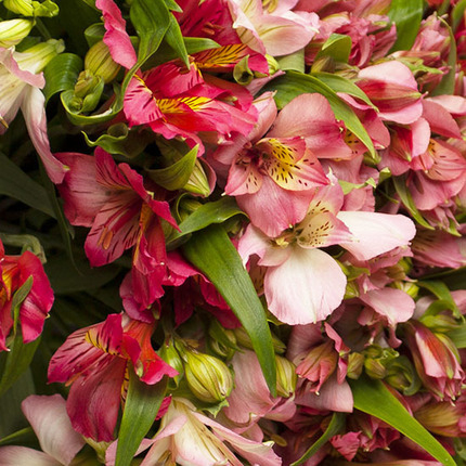 Buchet din 21 Alstroemeria [2]