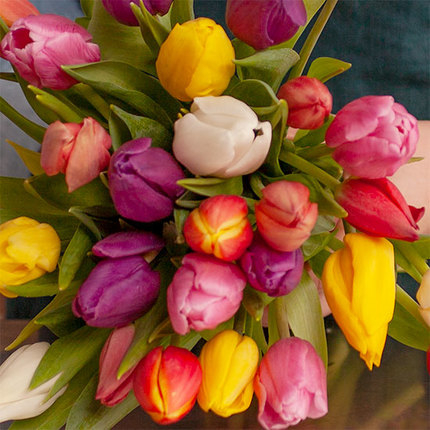 Buchet din 25 de lalele multicolore [2]