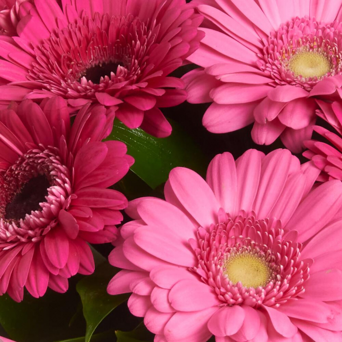 Buchet din 9 Gerbere Roz-Fuchsia București [5]