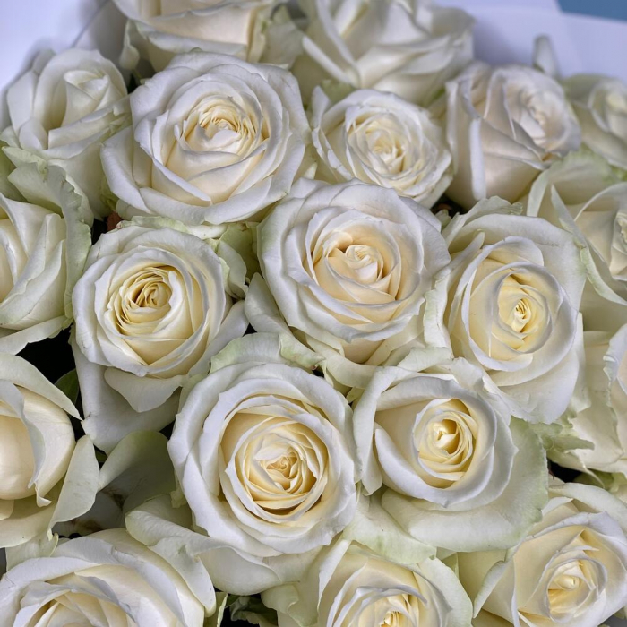 Buchet din 25 Trandafiri Albi [5]