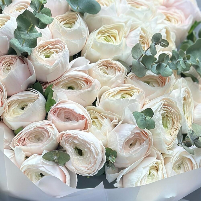 Buchet din 51 Ranunculus Alb și Eucalipt [5]