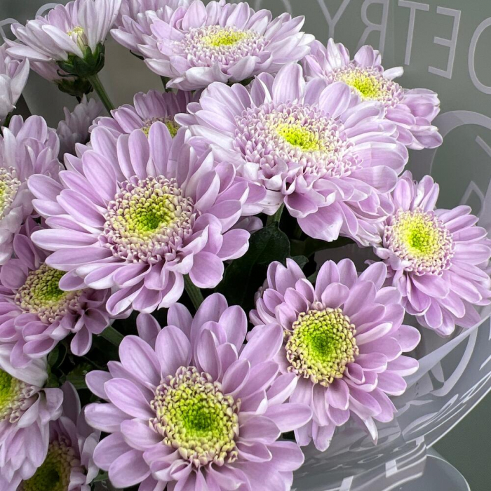 Buchet din 5 Crizanteme Lila [4]