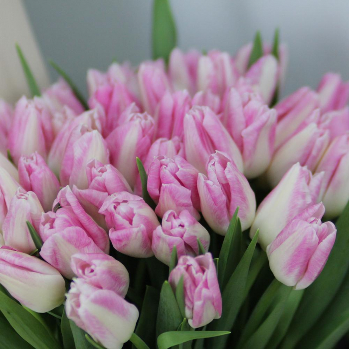 Buchet din 51 Lalele Roz [3]