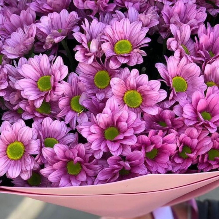 Buchet din 15 Crizanteme Roz [4]