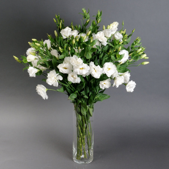 Eustoma într-o vază [3]