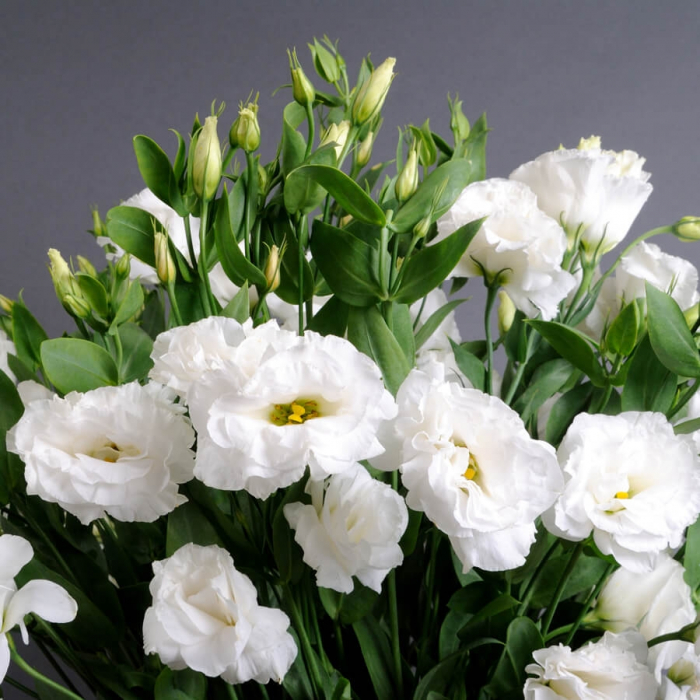 Eustoma într-o vază [2]