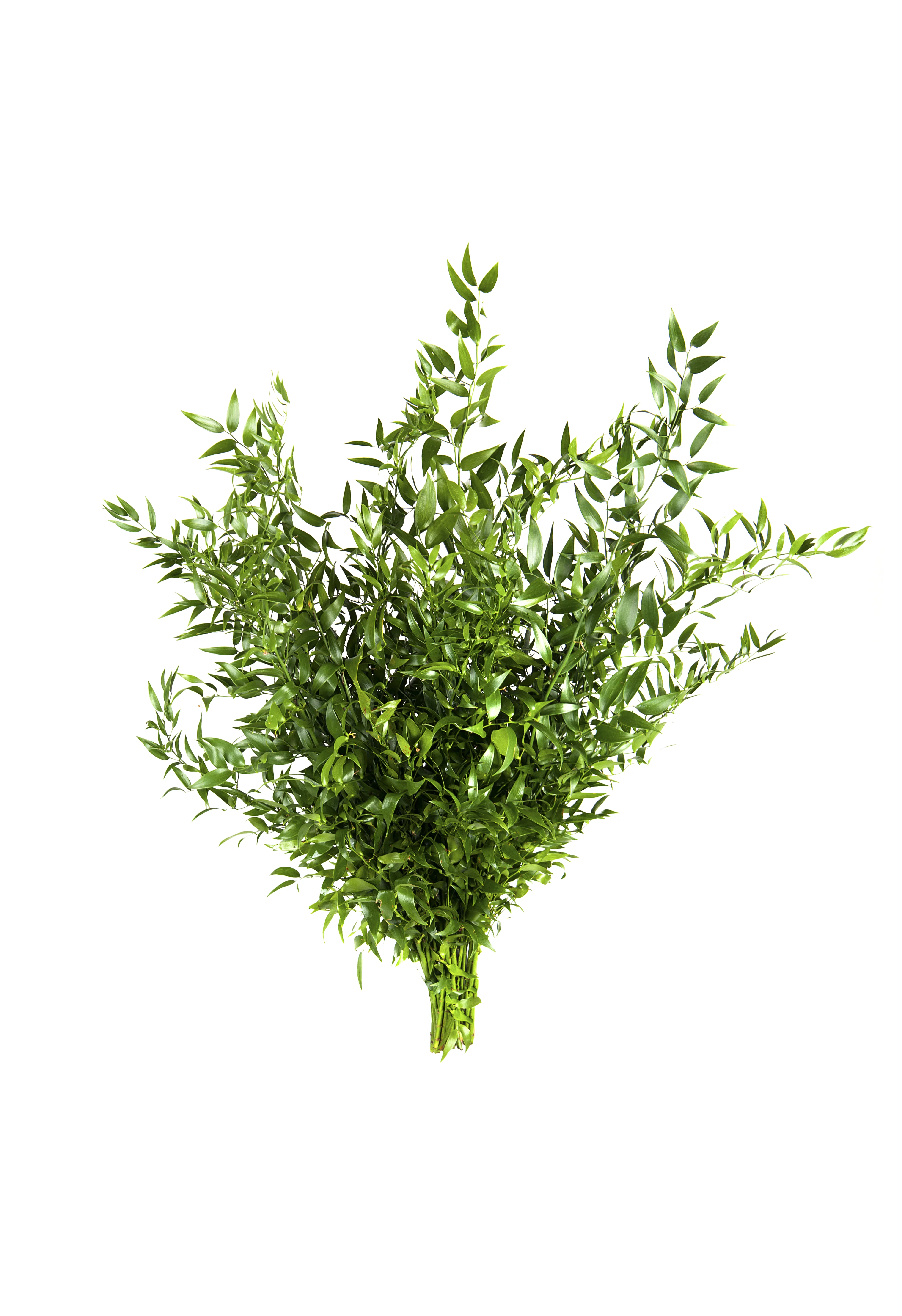 Ruscus Italian [2]