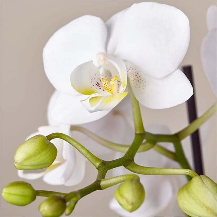 Orhidee Phalaenopsis Albă la Ghiveci [2]