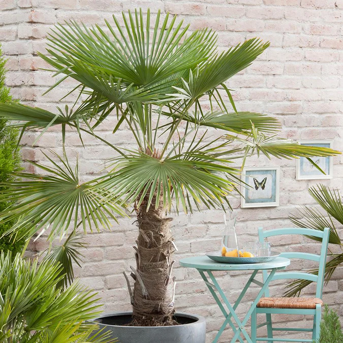 Palmier Morisca Trachycarpus Fortunei [2]