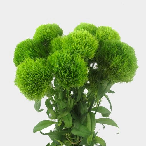 Green Trick Vrac [2]