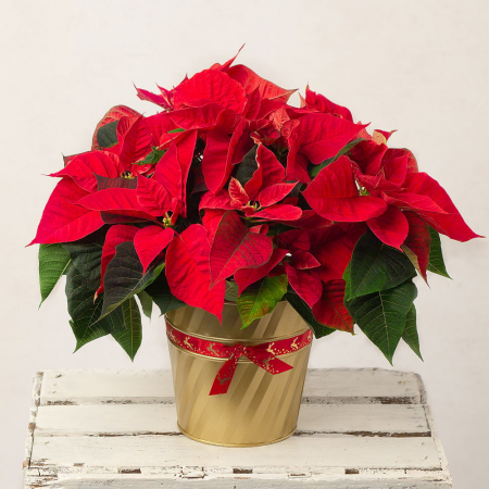 Ocazii - Crăciuniță Poinsettia la Ghiveci