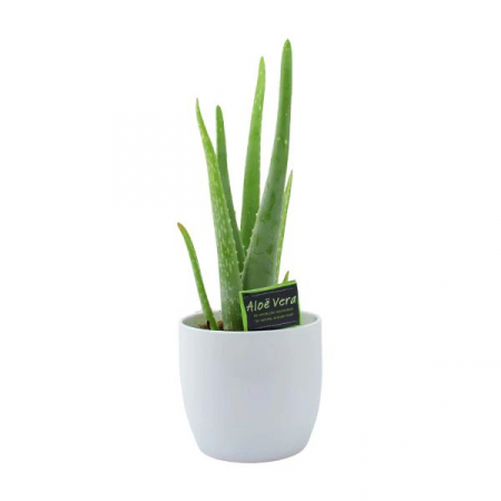Plante - Aloe Vera la Ghiveci