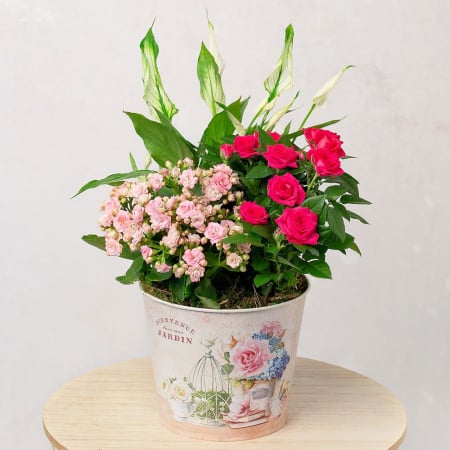 Plante - Mixt de Plante