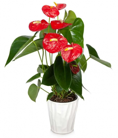 Plante - Anthurium Roșu la Ghiveci în Vas de Ceramică