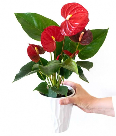 Anthurium Roșu la Ghiveci în Vas de Ceramică [1]