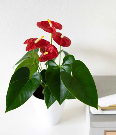 Anthurium Roșu la Ghiveci în Vas de Ceramică [2]