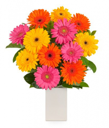 Ocazii - Aranjament din Gerbera de Sf. Maria
