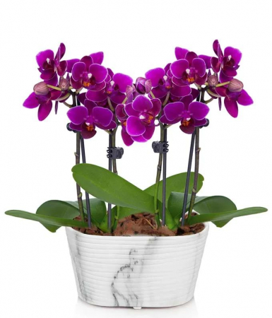 Plante - Aranjament din Orhidei Roz