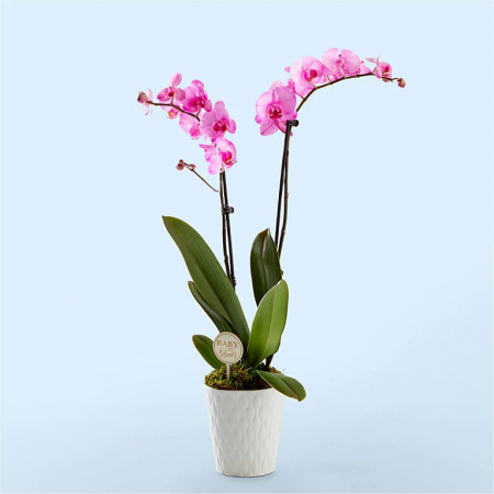 Plante - Orhidee Phalaenopsis Roz la Ghiveci