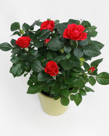 Plante - Azalee Roz la Ghiveci