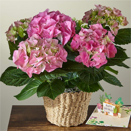 Plante - Hortensie Roz la Ghiveci