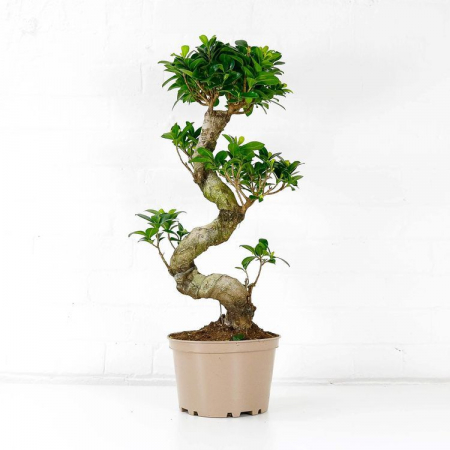 Plante - Bonsai Ficus Ginseng Mare 100cm