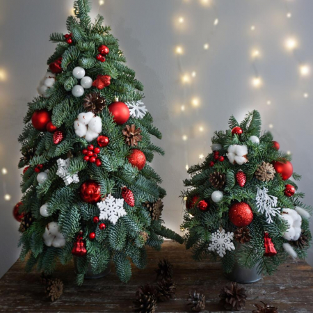 Brazi Naturali de Crăciun - Brad de Crăciun din Nobilis cu Decor