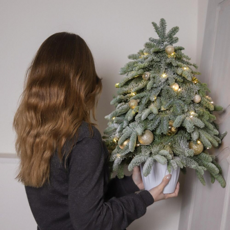 Brazi Naturali de Crăciun - Brad de Crăciun Premium cu decorațiuni aurii și ghirlandă
