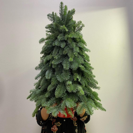 Brad Natural de Crăciun din Nobilis Chel [1]