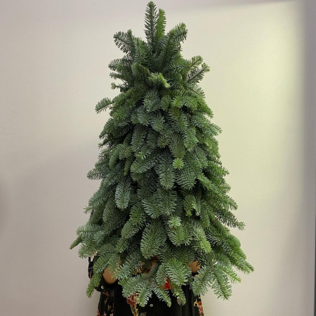 Brad Natural de Crăciun din Nobilis Chel [2]