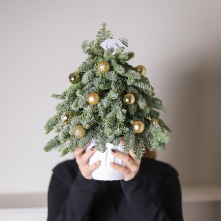 Brazi Naturali de Crăciun - Brad Natural, Decor pentru Casă