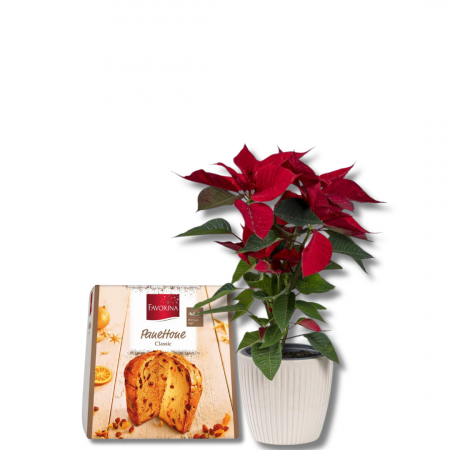 Surprize de Crăciun - Crăciuniță și Panettone Classic Favorina