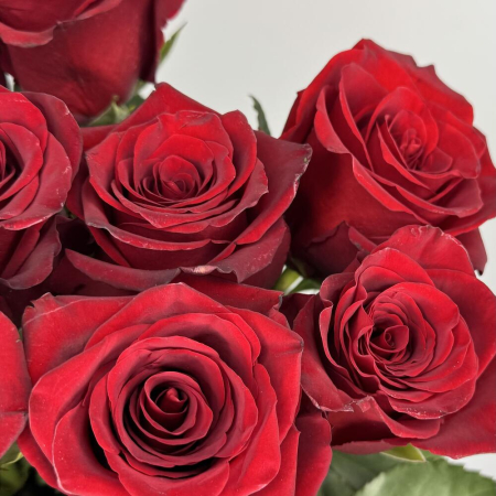 Buchet din 15 Trandafiri Roșii Premium Înalți H 80-90cm [2]