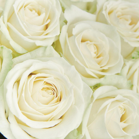 Buchet din 19 Trandafiri Albi [3]