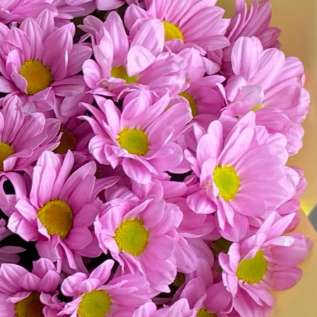 Buchet din 9 Crizanteme Roz [4]