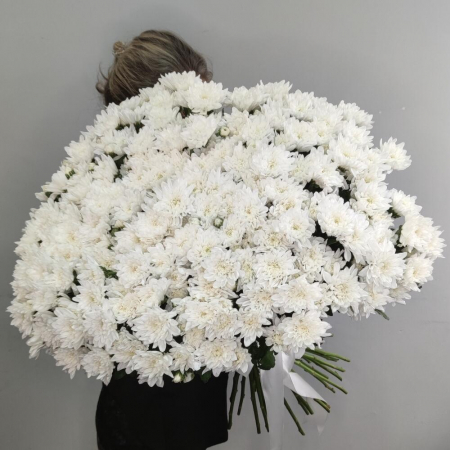 Buchete din Crizanteme - Buchet din 51 Crizanteme Albe