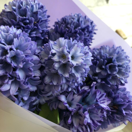 Buchet din Zambile Mov (7 fire) [2]