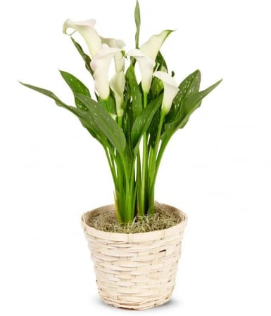 Plante - Cală Albă la Ghiveci