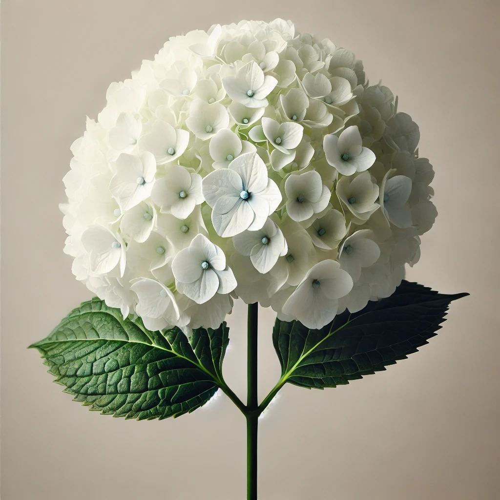 Crearea Propriului Buchet de Flori - Hortensie Alba Vrac la Fir