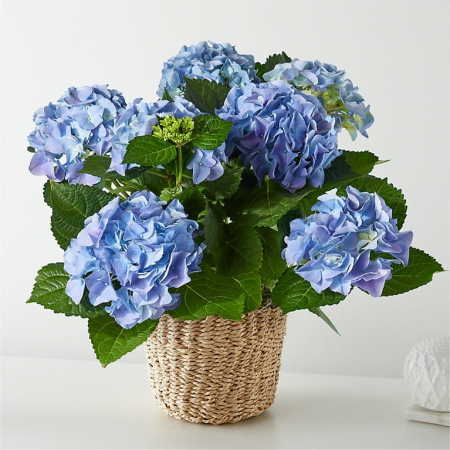 Plante - Hortensie Albastră la Ghiveci