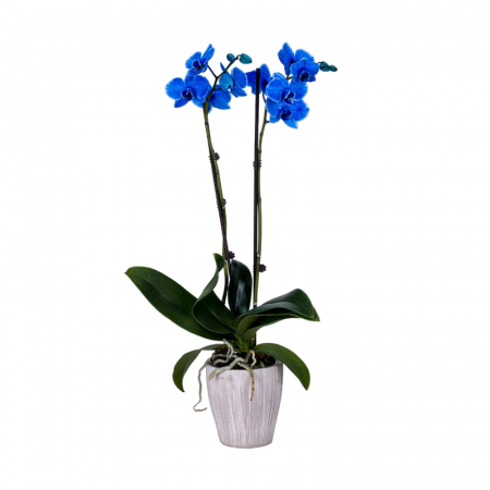 Cadouri - Orhidee Phalaenopsis Albastră
