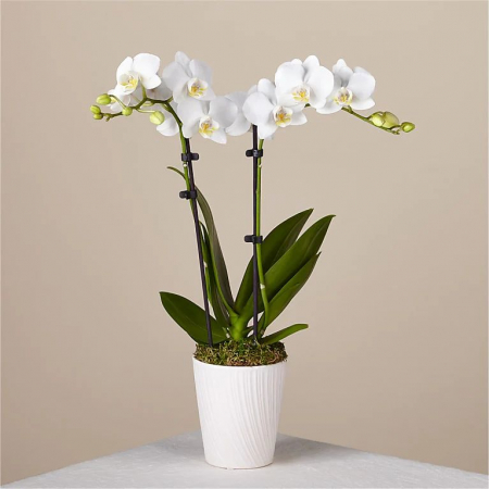 Plante - Orhidee Phalaenopsis Albă la Ghiveci