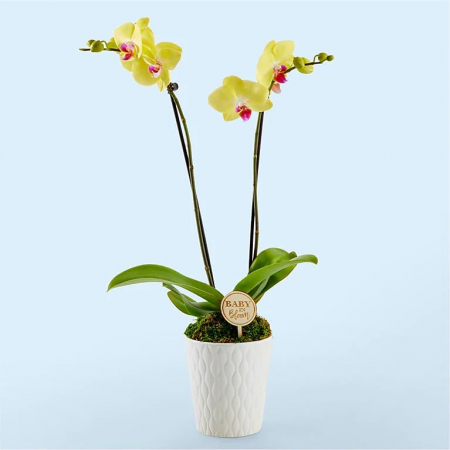 Plante - Orhidee Phalaenopsis Galbenă la Ghiveci
